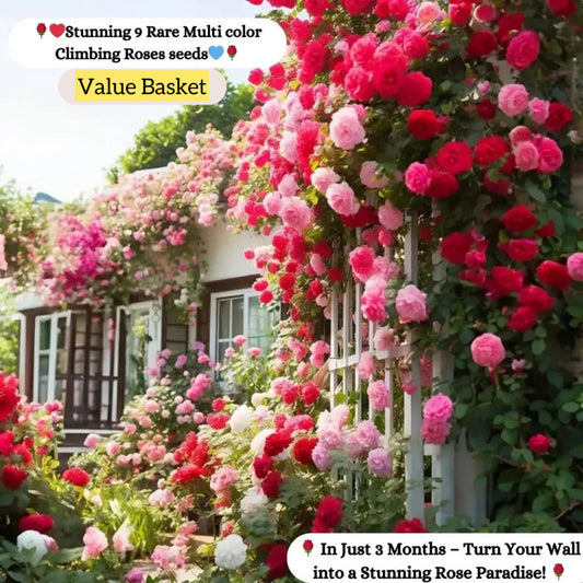 Elegant Climbing Rose Flower Seeds- Rare Seeds